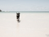 animals_24