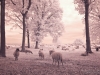 Infrared test